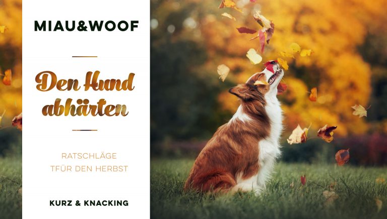 Den Hund abhärten Miau and woof